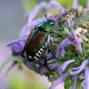 Japanese Beetle