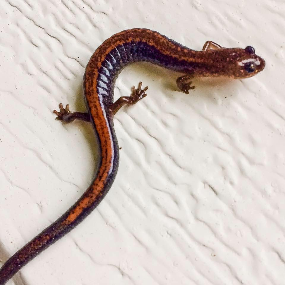 Red Backed Salamander