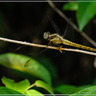 Orthetrum triangular-female 鼎異色灰蜻