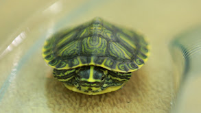 Turtle-Necked thumbnail