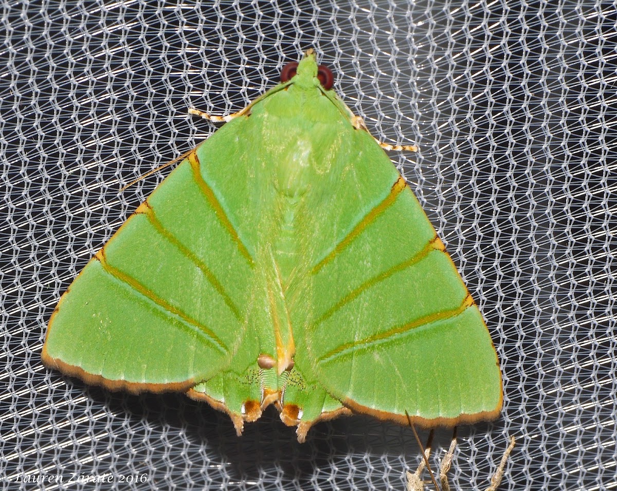 Green Moth