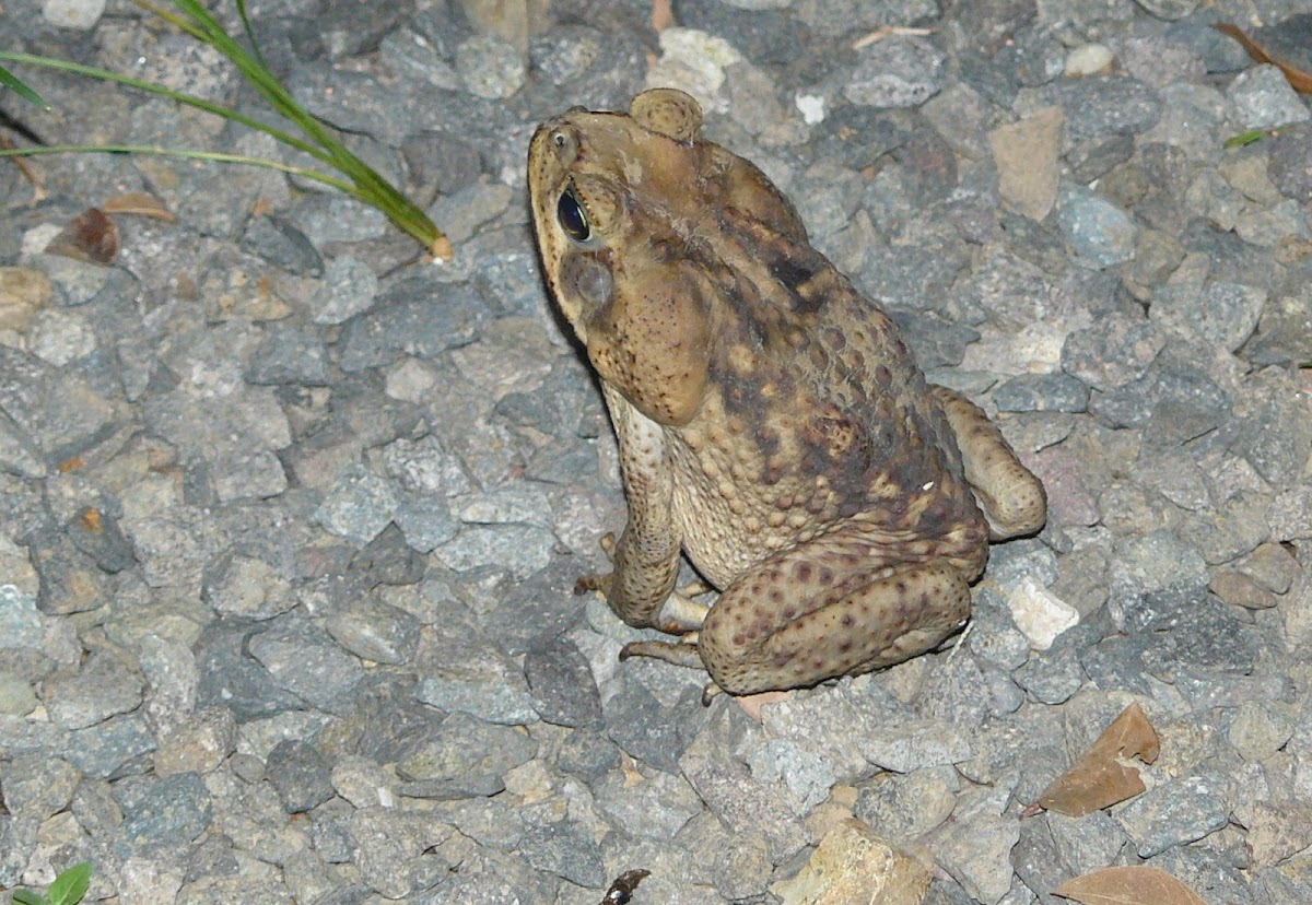 Cane Toad