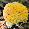 Ramaria Coral Fungi