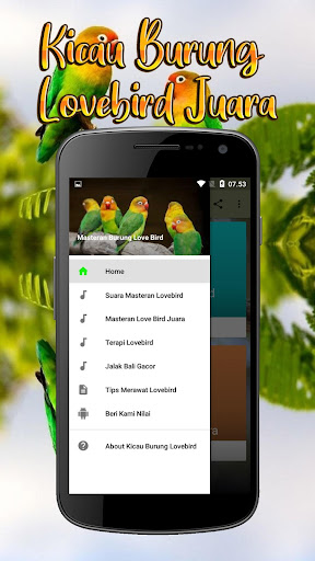 Kicau Burung Lovebird Juara