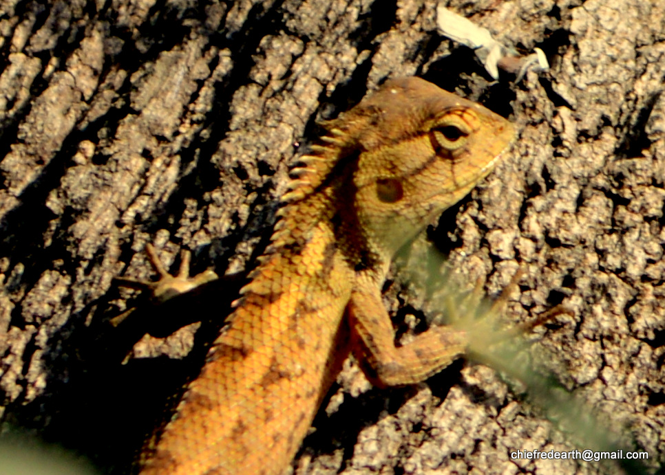 Oriental Garden Lizard (male)