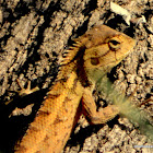 Oriental Garden Lizard (male)