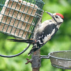 Great Spotted Woodpecker