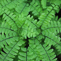 Northern Maidenhair Fern