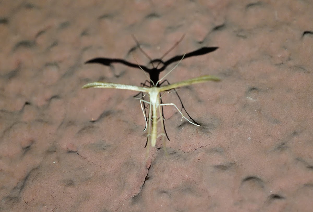 Plume moth