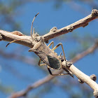 Leaf-footed Bug