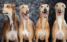 Greyhound Wallpapers HD Theme small promo image