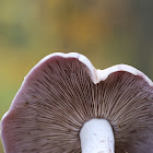 Wood Blewit