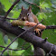 American Red Squirrel