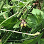 Black and Yellow Garden Spider