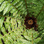 Braun's Holly Fern