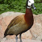 White faced Whistling Duck