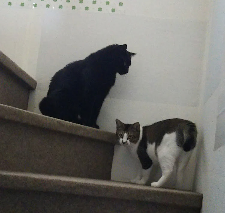 アクセラの珍しくよく晴れた休日・あいねこぶ・クロたん・チメちん・此ばっかに関するカスタム事例の投稿画像4枚目