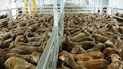 Around 14,000 sheep and 500 cattle were on board and the remaining cattle would be exported on other ships in the coming weeks.