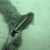 Caribbean reef squid