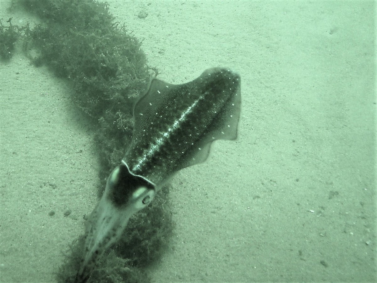 Caribbean reef squid