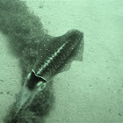 Caribbean reef squid