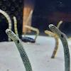 ユーザー