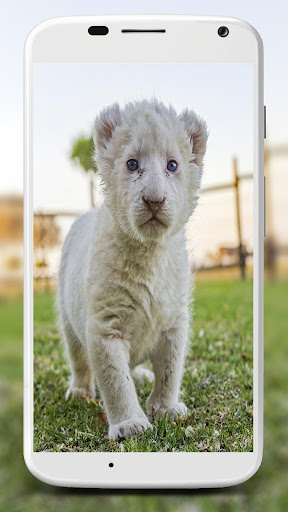 White Lion Wallpapers