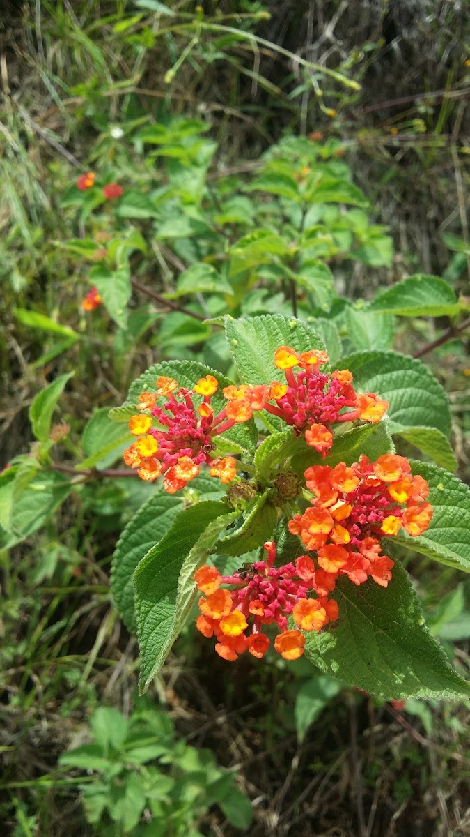 Lantana camara