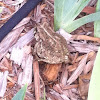 Texas Toad