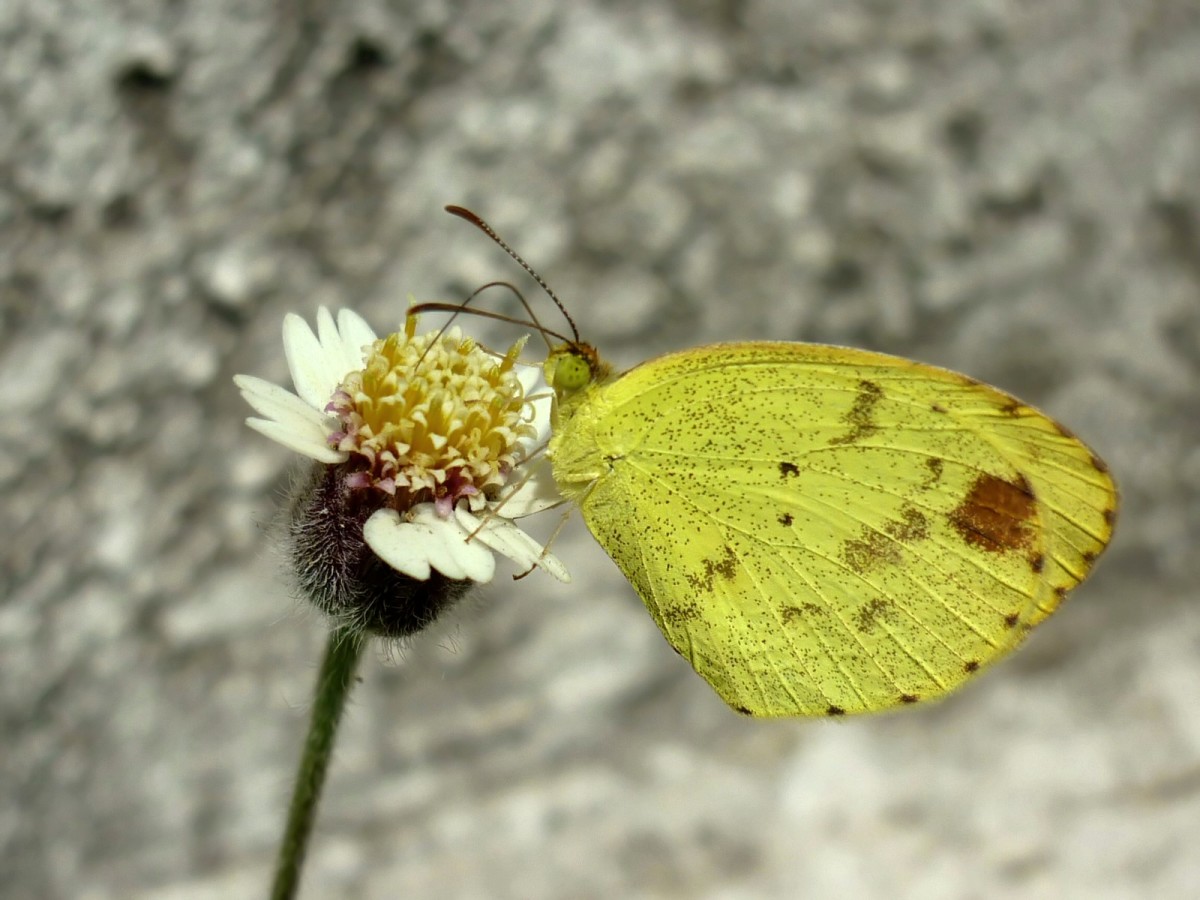 Mimosa Yellow