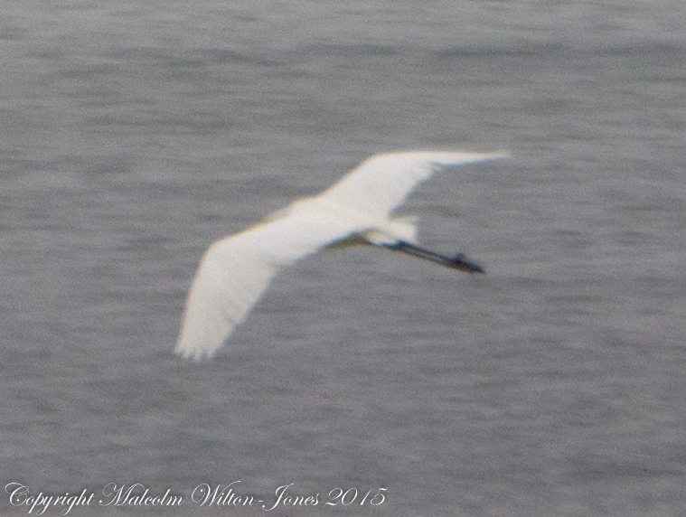 Great Egret; Garceta Grande