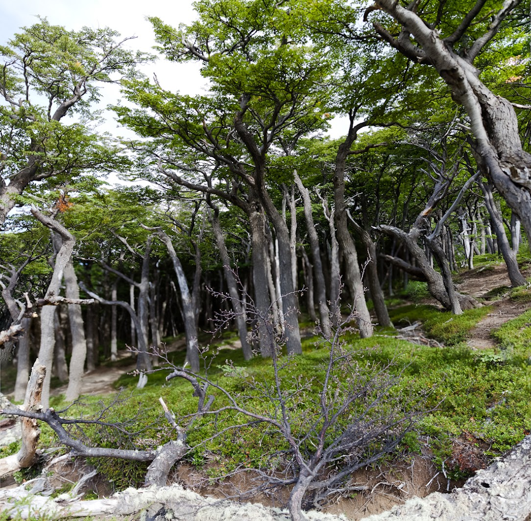 Патагония: Carretera Austral - Фицрой - Торрес-дель-Пайне. Треккинг, фото.