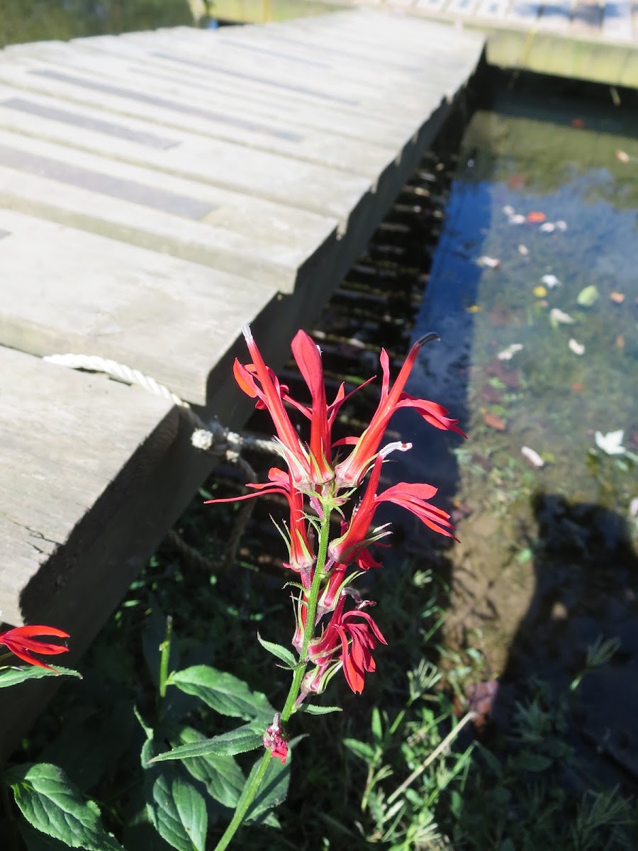 Cardinal flower