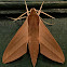 Levant Hawkmoth Theretra alecto