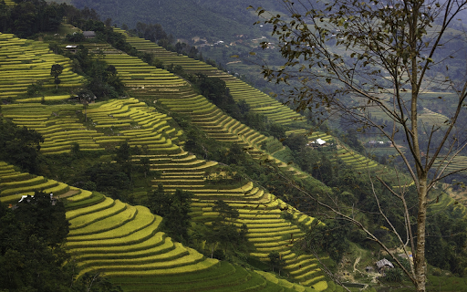 Terraced Rice Fields