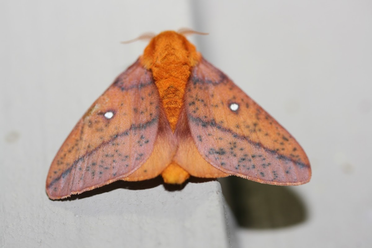 Spiny Oakworm Moth