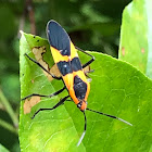 Large Milkweed Bug