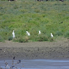 cattle egrets