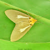 Snouted Tiger Moth