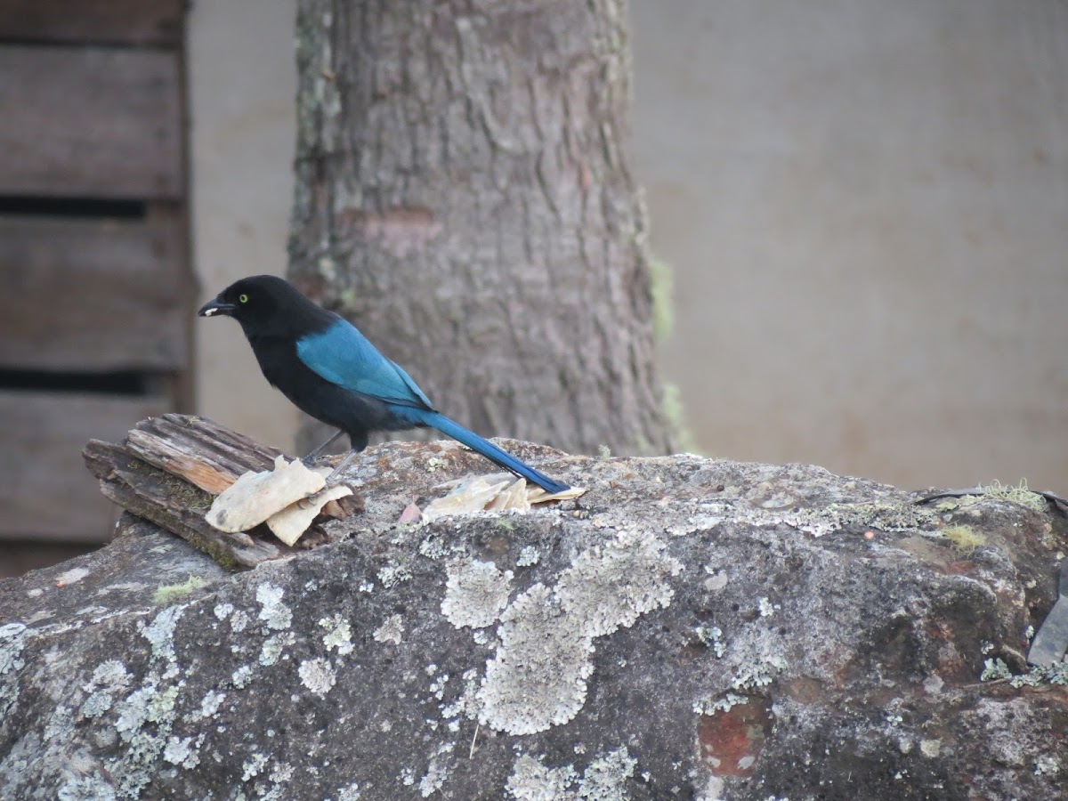 Bushy-crested Jay