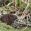 Large-Eared Pika