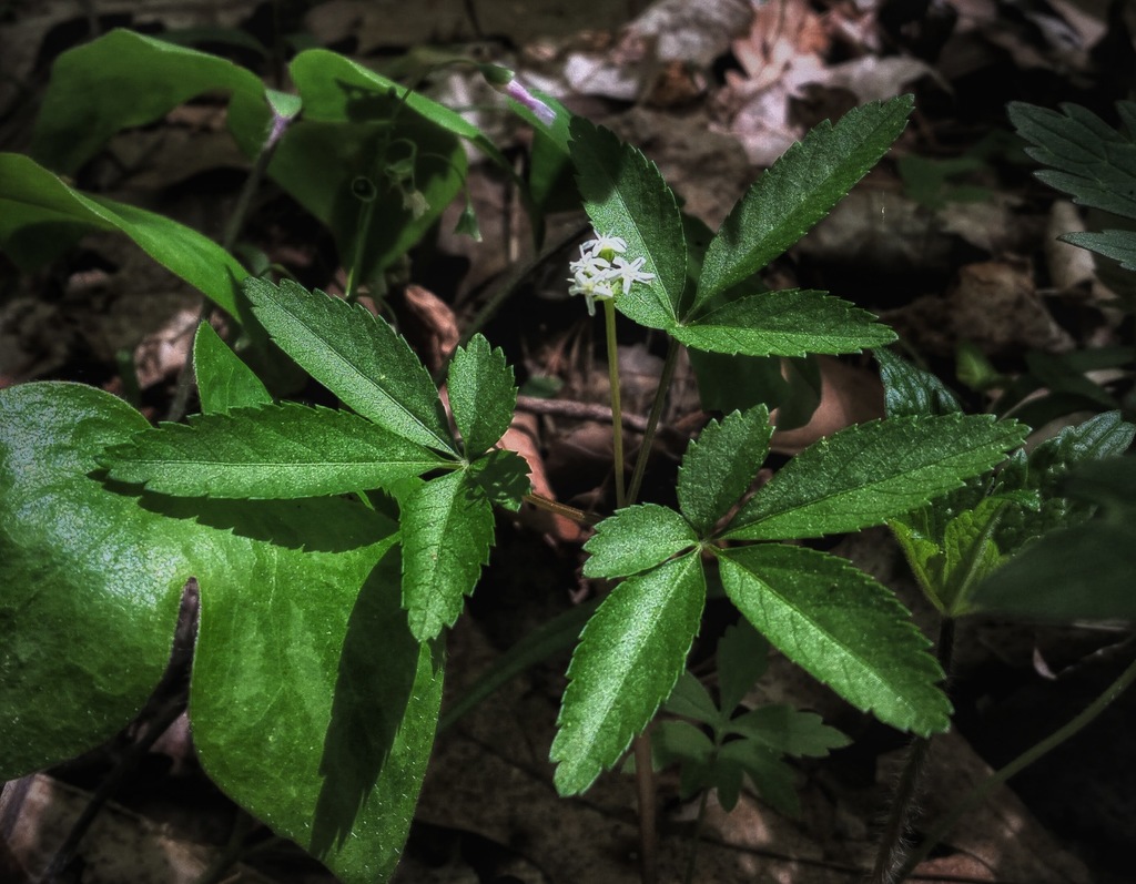 Dwarf Ginseng