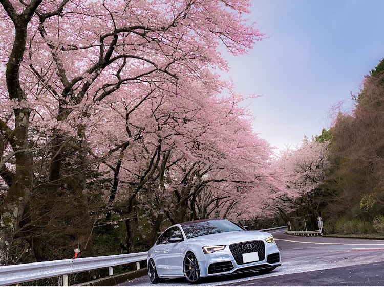 A5 スポーツバックの桜とコラボ・桜と愛車・セクシーボディ選手権・カスタムカーに関するカスタム事例の投稿画像1枚目