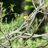 Common Yellowthroat