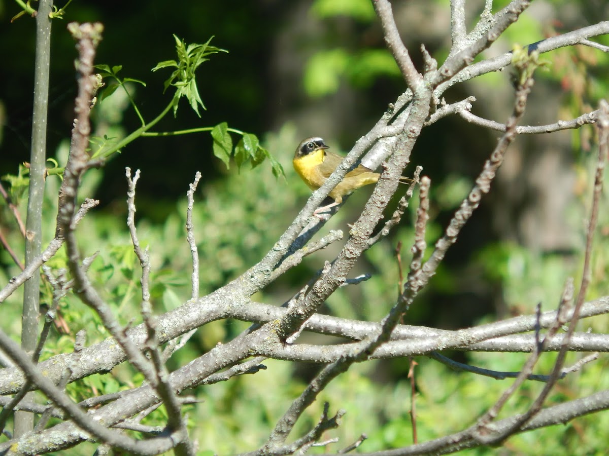 Common Yellowthroat