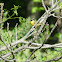 Common Yellowthroat