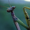 Carolina Mantis, male