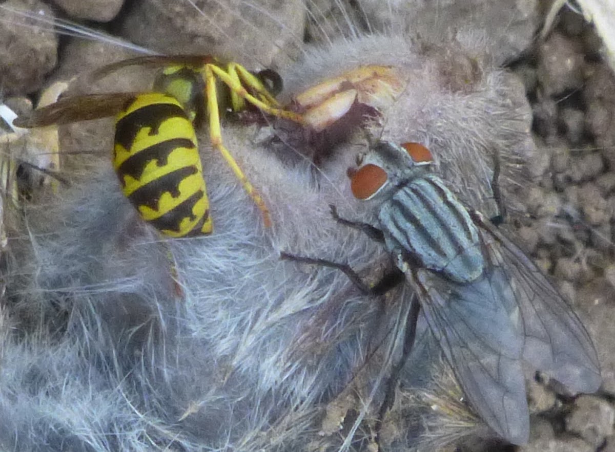 Flesh fly