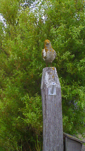 Oiseau De Bois