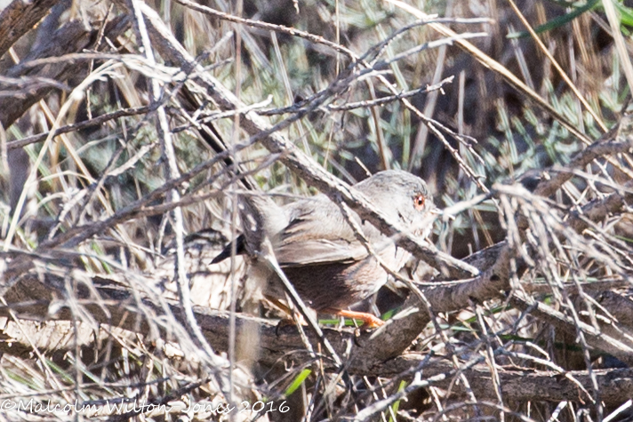 Dartford Warbler; Curruca Rabilarga